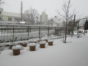 2017-01-15雪景色 (3)